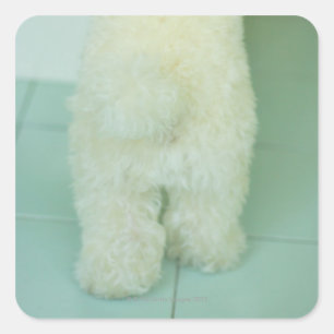 Low section view of a miniature poodle square sticker