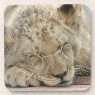 Löwe Coaster