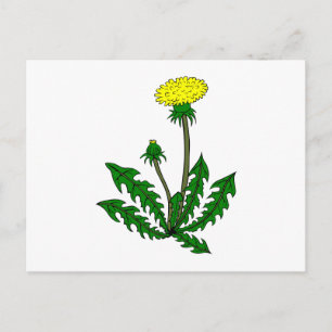 Löwenzahn dandelion postcard
