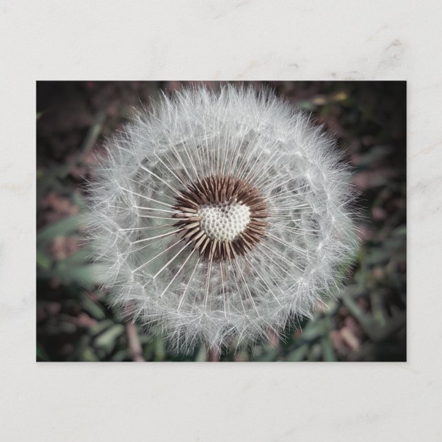 Löwenzahn Postcard (Front)