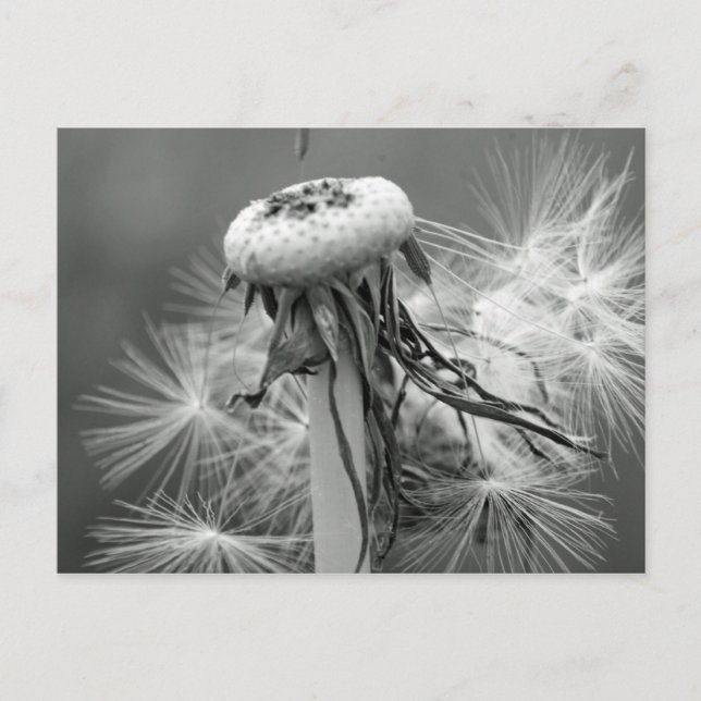 Löwenzahn Postcard (Front)