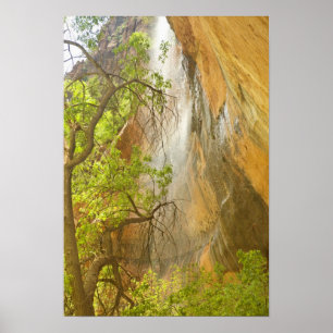 Lower Emerald Pool Waterfall Red rock and Tree Poster