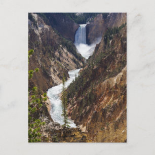 Lower Falls Yellowstone Postcard