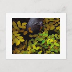 "Lower Leaf Level" Postcard