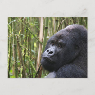 Lowland Gorilla Postcard
