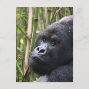 Lowland Gorilla Postcard
