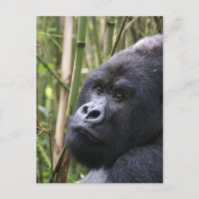 Lowland Gorilla Postcard (Front)