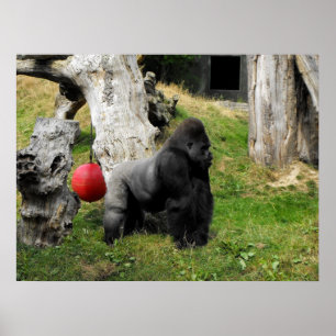 Lowland Gorilla silverback male at Durrell Zoo Poster