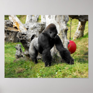 Lowland silverback gorilla poster