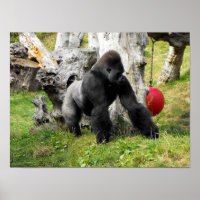 Lowland silverback gorilla