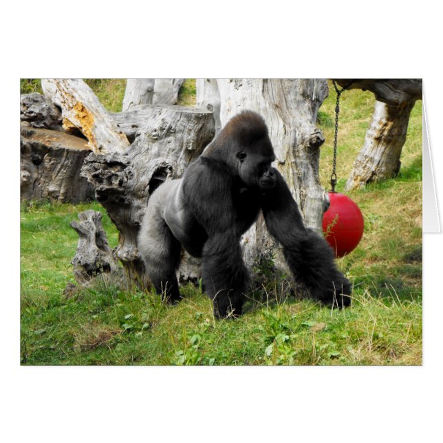 Lowland silverback gorilla walking (Front Horizontal)