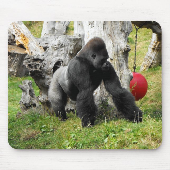 Lowland silverback gorilla walking mouse pad (Front)