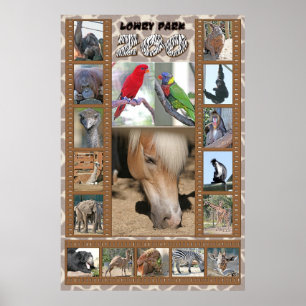 Lowry Park Zoo Poster