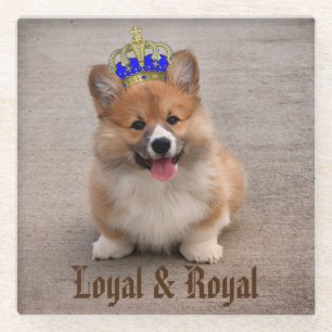 Loyal and Royal Corgi Puppy Photo Glass Coaster