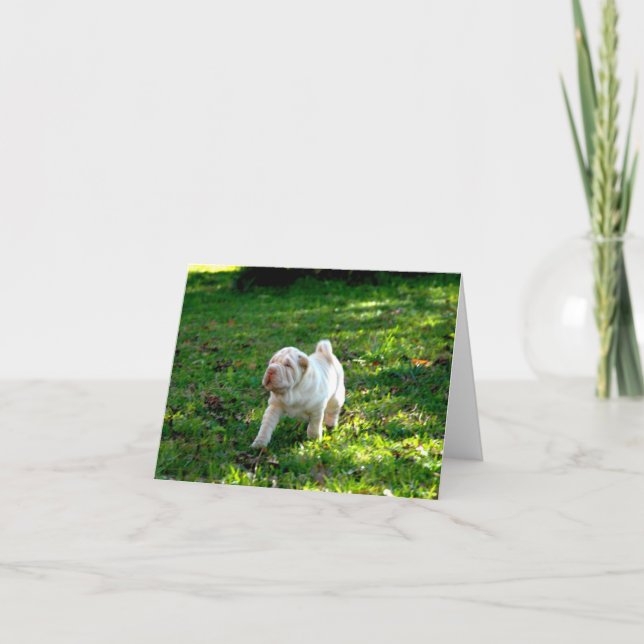 Loyal Companions: Shar-pei Card (Front)