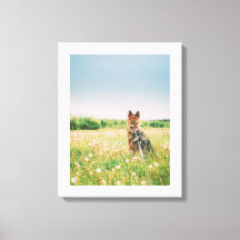 Loyal Gaze in the Meadow