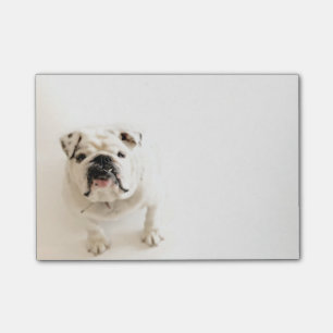 Loyal White Bulldog Photograph Post-it Notes