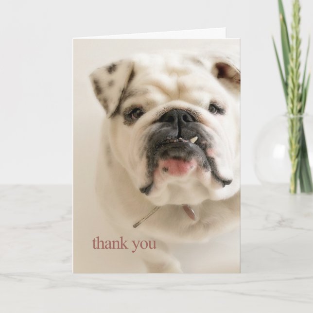 Loyal White Bulldog Thank You Card (Front)