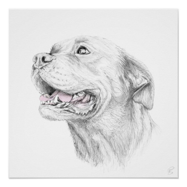 Loyalty, An American Staffordshire Terrier Poster (Front)