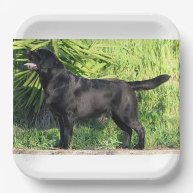 LR black lab full Paper Plate (Front)