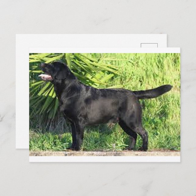 LR black lab full Postcard (Front/Back)