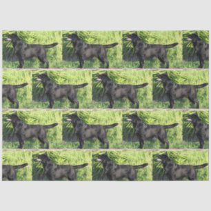 LR black lab full Tissue Paper