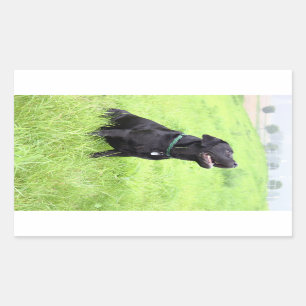 LR black lab sitting Rectangular Sticker