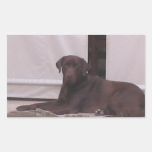 LR chocolate lab laying Rectangular Sticker