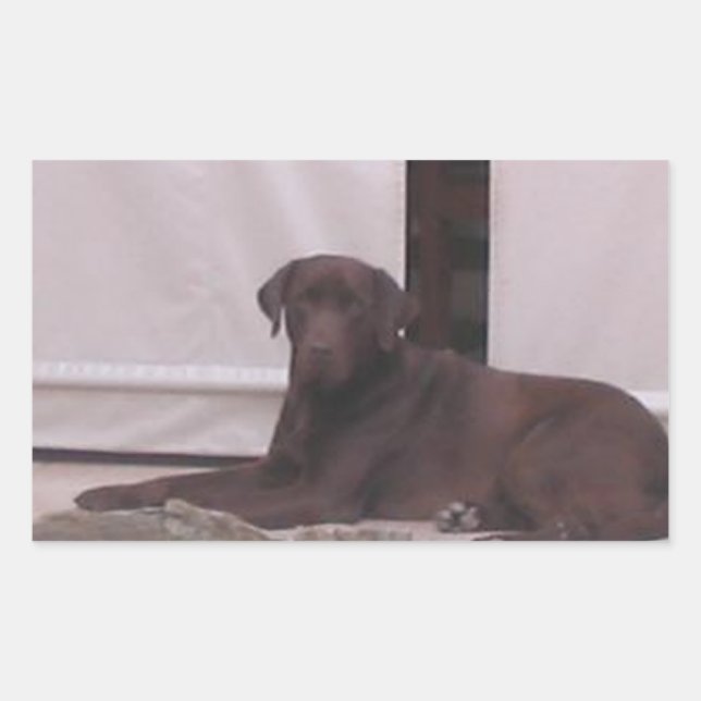 LR chocolate lab laying Rectangular Sticker (Front)