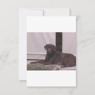 LR chocolate lab laying Thank You Card