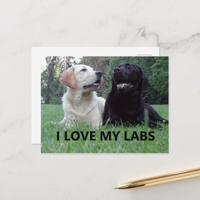 LR I Love My Labs with picture Postcard (Front/Back In Situ)