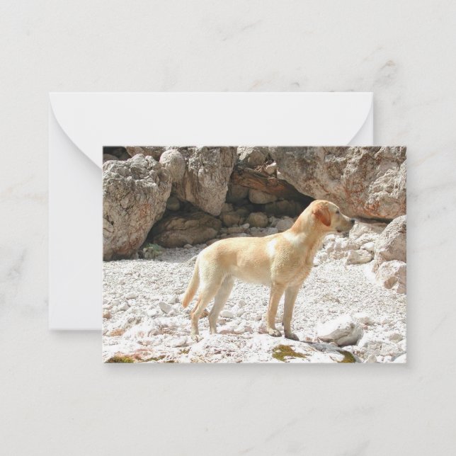 LR yellow lab full Card (Front)