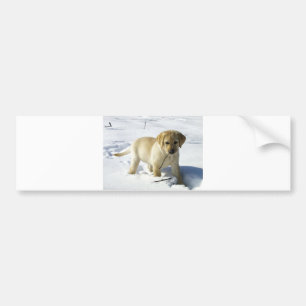 LR yellow lab puppy in snow Bumper Sticker