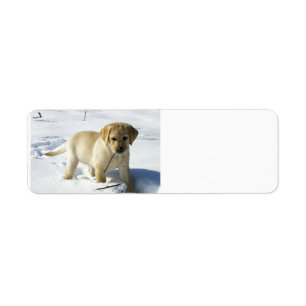 LR yellow lab puppy in snow Return Address Label