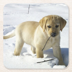 LR yellow lab puppy in snow Square Paper Coaster