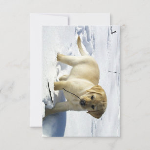 LR yellow lab puppy in snow Thank You Card