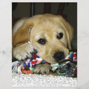 LR yellow lab puppy with toy