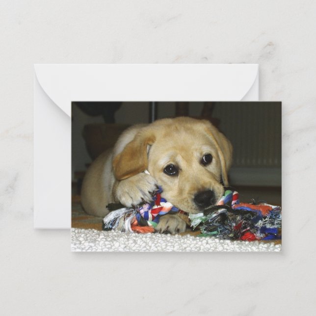 LR yellow lab puppy with toy Card (Front)