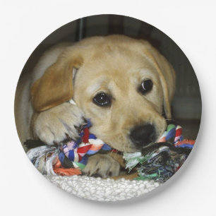 LR yellow lab puppy with toy Paper Plate