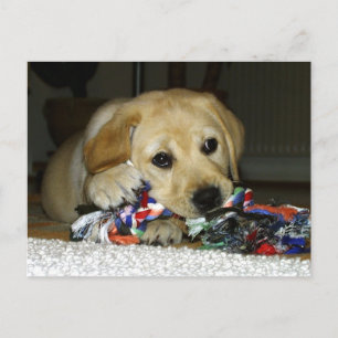 LR yellow lab puppy with toy Postcard