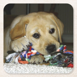 LR yellow lab puppy with toy Square Paper Coaster