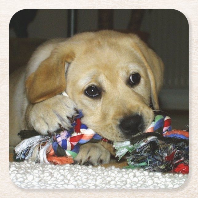 LR yellow lab puppy with toy Square Paper Coaster (Front)