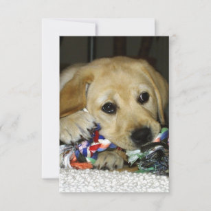 LR yellow lab puppy with toy Thank You Card