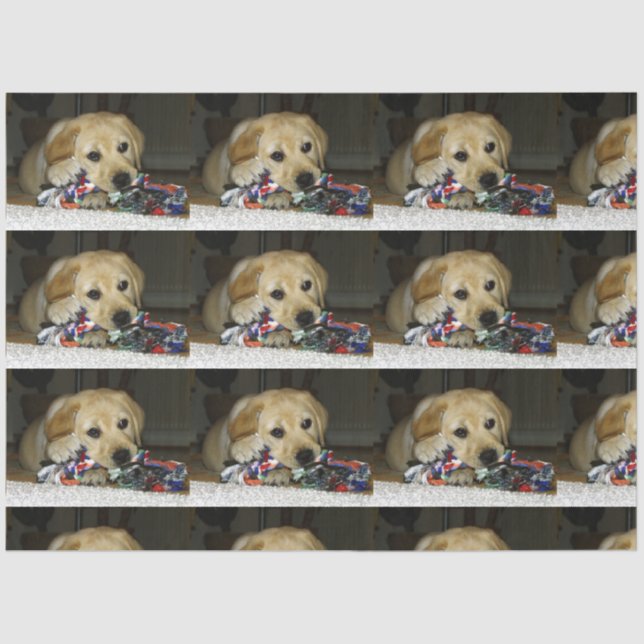 LR yellow lab puppy with toy Tissue Paper (Front)