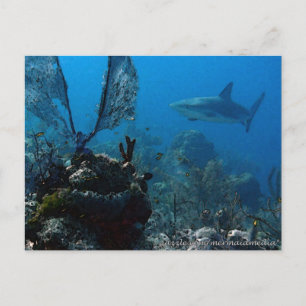 Ltd Edition Bahamian Reef Sharks Postcard