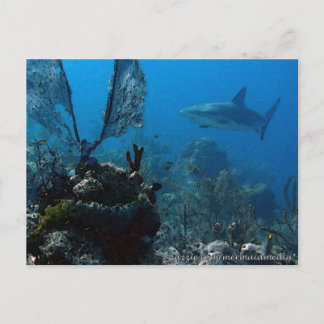 Ltd Edition Bahamian Reef Sharks Postcard