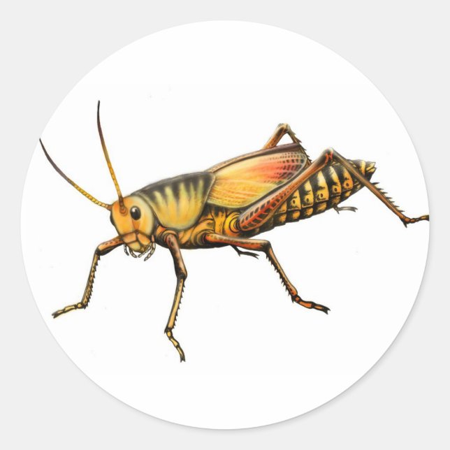 Lubber Grasshopper Sticker (Front)