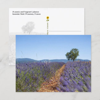Luberon Lavender Fields, Provence, France  - Postcard