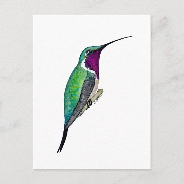 Lucifer Hummingbird Postcard (Front)
