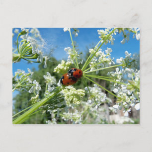 luck beetle postcard